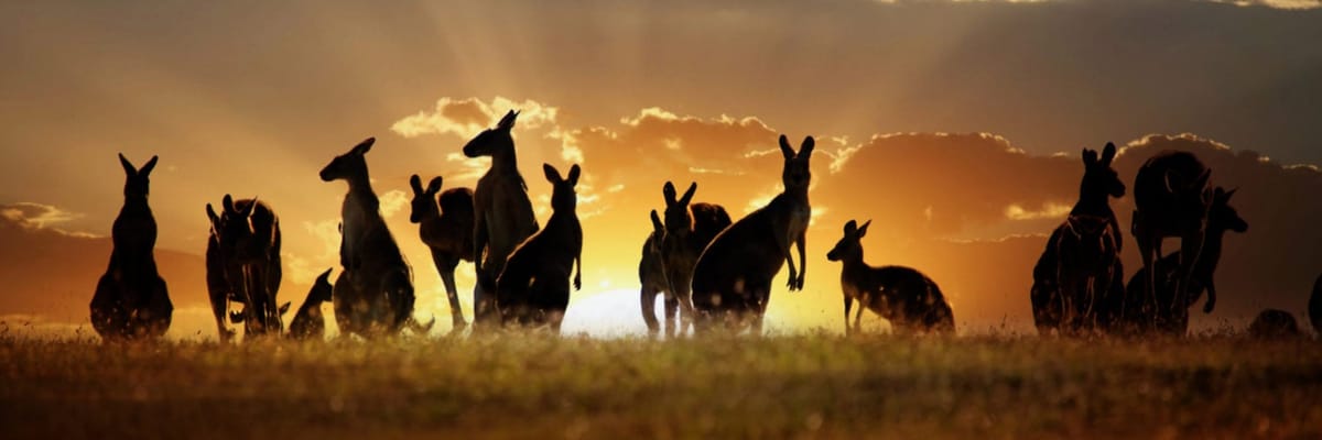 ANA Flights to Australia